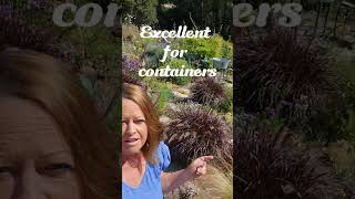 This plant is a must have Pennisetum setaceum Rubrum gardening shorts purplefountaingrass [upl. by Anthea]