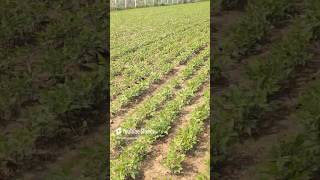 field land farming agriculture ytshorts status trending youtube youtubeshorts viral trend [upl. by Etteroma]