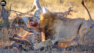 Lion Attack and Eat Hyena  Animal Fighting  ATP Earth [upl. by Nagrom]