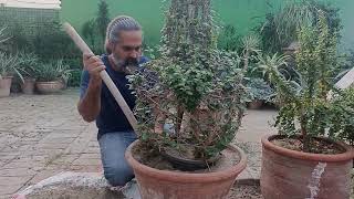 Buxus plant Guldan cutting [upl. by Adyam]