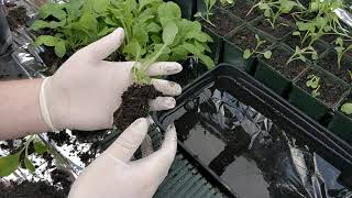 Growing foxgloves potting on part 2 [upl. by Kirat]