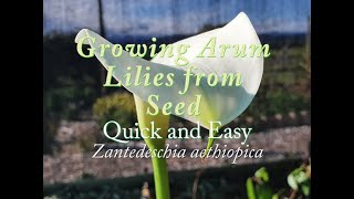 Germinating Arum Lilies from Seed Quick amp Easy Zantedeschia aethiopica [upl. by Eixor]