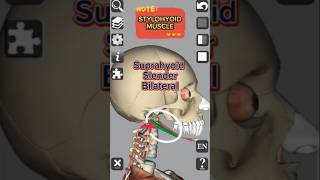 Anatomy  Stylohyoid muscle medical 3d anatomy head neck muscle shorts education [upl. by Chet]