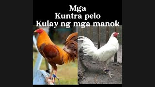 Mga kuntra pelo kulay ng manok [upl. by Eeznyl292]