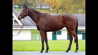 Lot 500 SAYORA  Arqana Breeding Stock Sale [upl. by Lupiv]