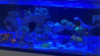 DIY Aquascape for reef tank [upl. by Hoopes]