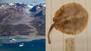 First Marine Fish Extinction Declared amp Arctic Report Card 2023 [upl. by Joli]