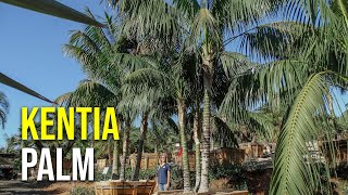 Kentia Palm [upl. by Martinsen165]