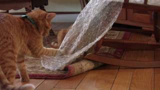 37 Ways Cats Love Bubble Wrap [upl. by Sieracki]