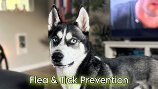 Monthly CREDELIO Flea amp Tick Prevention [upl. by Lapides]