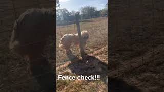 komondor lamancha [upl. by Behn190]