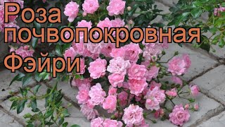 Роза почвопокровная Фэйри rose the fairy 🌿 роза Фэйри обзор как сажать саженцы розы Фэйри [upl. by Kayley]