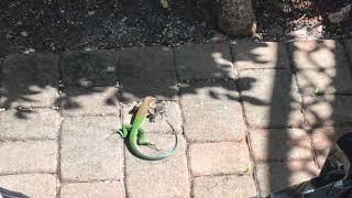 An invasive Giant Ameiva in Miami Florida [upl. by Yardley]