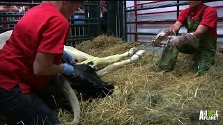 Lucy the Cow Gives Birth to Calf Desi Jr  LaborLive [upl. by Nwahsan]