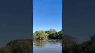 Hippos Territorial Fight Erupts in Water [upl. by Fechter306]