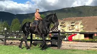 Percheron  Sumatambo Royal Rolex montado Draft Horse Riding Stallion 19hh [upl. by Downey]