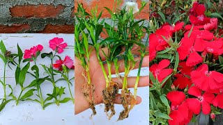 How to grow dianthus plant  dianthus propagation from cuttings  Dianthus plant care [upl. by Northrup]