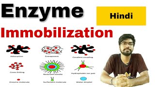 enzyme immobilization in hindi [upl. by Ellocin]