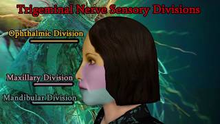 Trigeminal nerve V Cranial Nerve Examination [upl. by Motch]