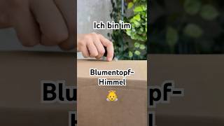 BlumentopfNotstand gelöst 🆘🪴 shorts plants planthaul unboxing haul garden [upl. by Standice639]