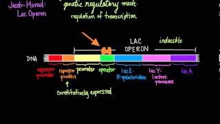 JacobMonod The Lac Operon [upl. by Farmann]