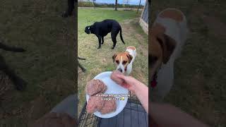 Healthy premade raw food for dogs  Darwin’s Pet Food  How to extend your dog’s life 🐶🥩🤍 [upl. by Dominic]