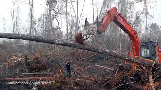 Sadness As An Orangutan Tries To Fight The Digger Destroying Its Habitat [upl. by Welcher751]