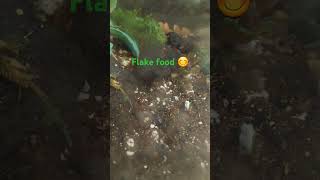 Isopod timelapse eating flake food isopod terrarium [upl. by Magner]