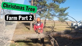 Christmas Tree Farm Chronicles A Day On The Job [upl. by Nazler]