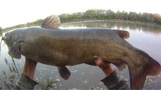 Bait Fishing 83  Big Channel Catfish River Fishing with Cut Bait [upl. by Goldarina]