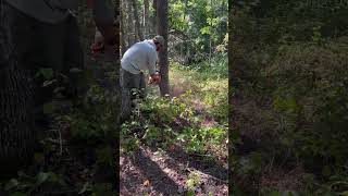 Double girdling some pines to terminate them as part of our FSI plan [upl. by Ambrogino]