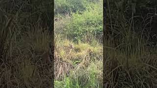 Katarniaghat wildlife sanctuary  tigersighting tigers roar jungle forest animals skvlogs [upl. by Altheta]