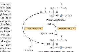 Phosphatidylcholine Metabolism  Lecithin Metabolism  Phospholipids Metabolism  G3P Biosynthesis [upl. by Konstance234]