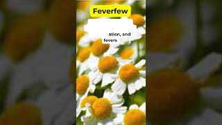 Feverfew Health Benefits Herbal Plant holistic medicinalplants herbalmedicine [upl. by Stratton]