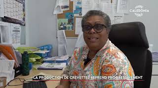 La production de crevettes reprend progressivement [upl. by Anailil]