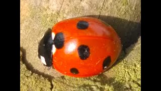 Ladybirds mating Batemans Principle [upl. by Fondea]