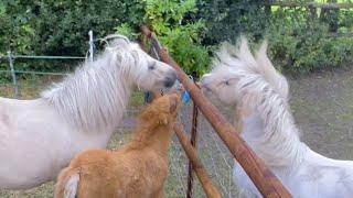 Adorable Cute Shetland Foal in A Song Without End ❤️🐴🎶 [upl. by Kosak297]