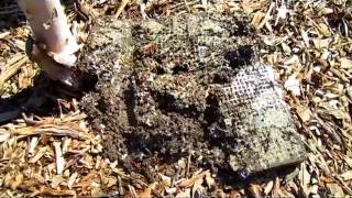 Cleaning Out The Worm Farm  Wisconsin Garden Video Blog 375 [upl. by Glaudia]