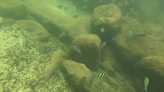 Snorkeling Lydgate Beach Kauai [upl. by Ylicic]