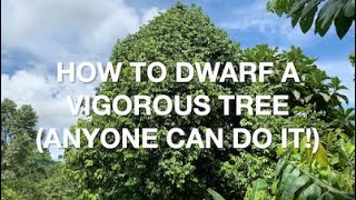 Simple way to dwarf a vigorous tree keep it from growing too high [upl. by Gardel]