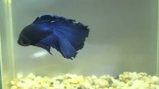 betta fish fish bettafish shorts 633 [upl. by Weisman]