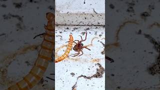 Noble False Widow Steatoda nobilis Preys on a Mealworm [upl. by Nitsir]