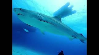 Bahamas Shark Diving [upl. by Ferrand]