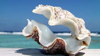 Phylum Mollusca Part 3 Class Bivalvia Clams Oysters Mussels etc [upl. by Nohsyt]