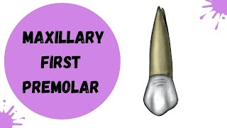 Maxillary First Premolar  Tooth Morphology made easy [upl. by Buzz504]