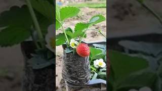 Strawberry plant Result🍓🌿😍indianfarmer phoolpatte strawberryplant indiangardeners viralshorts [upl. by Oech]