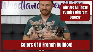 Colors Of A French Bulldog Why Are All These Puppies Different Colors [upl. by Emlen]