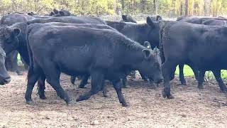 Harpley Angus PTIC Heifers [upl. by Silvan]