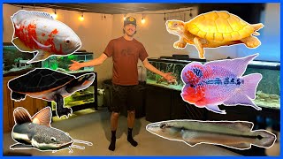 Feeding All My Pets Basement Fish Room Tour [upl. by Espy]