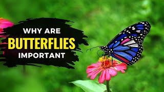 Why Are Butterflies Important  Butterflies  The Planet Voice [upl. by Eeliram]